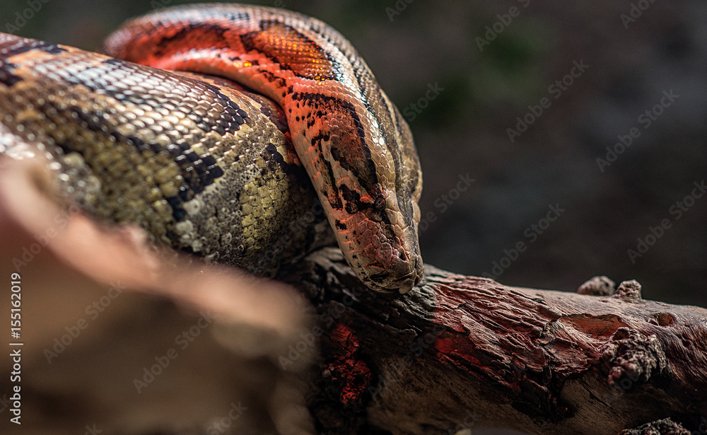 Fototapeta premium Python face