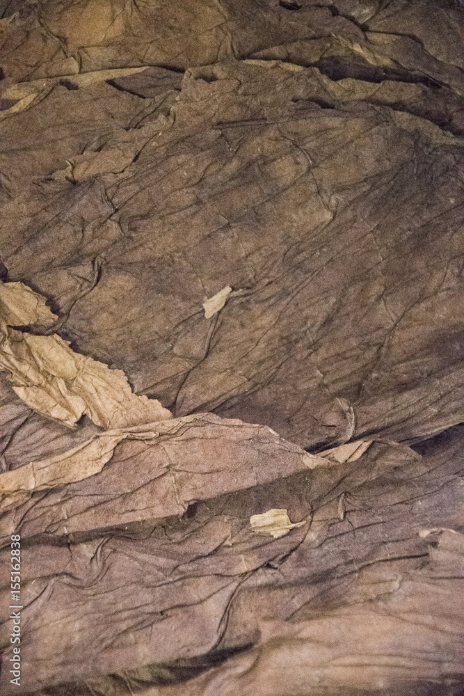 Obraz premium texture and background of tobacco leaves