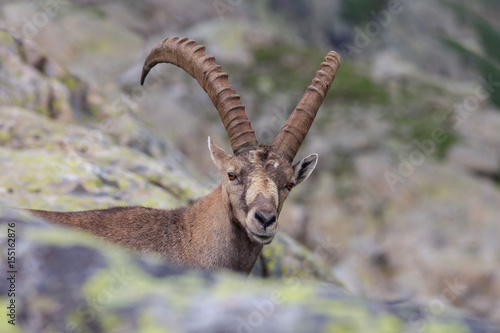 Ibex  Range of Mont Blanc  France