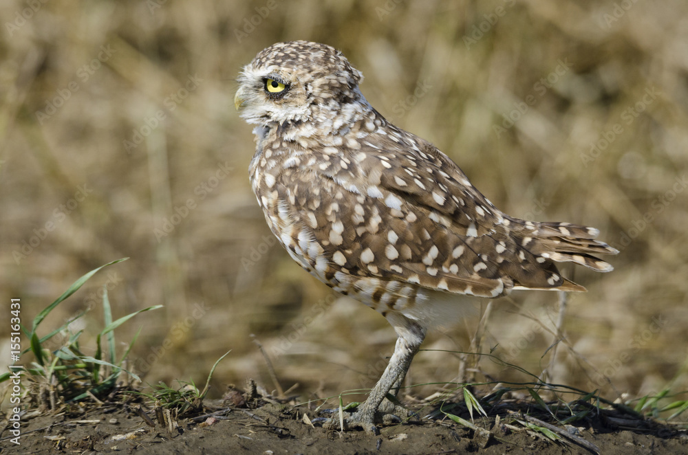 Burrowing Owl at its burrow, alongside a gravel road and a farmer's field, in southern Alberta. The field had just been ploughed, leaving the burrow exposed. Burrowing Owl at its burrow, alongside a gravel road and a farmer's field, in southern Alberta. The field had just been ploughed, leaving the burrow exposed.