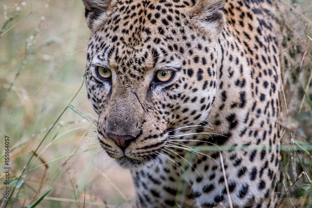 Fototapeta premium Side profile of a Leopard in the Kruger.