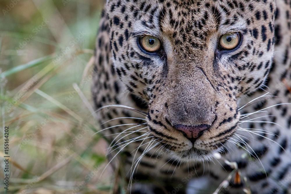 Naklejka premium Close up of a big male Leopard in Kruger.