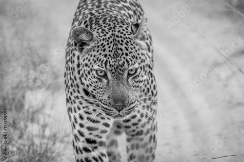 Leopard walking towards the camera.