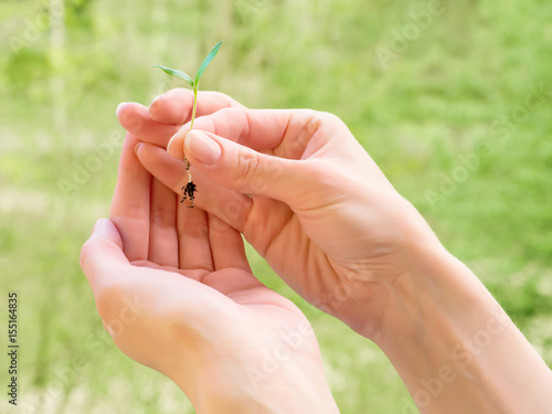 Woman hands holding small green plant seedling