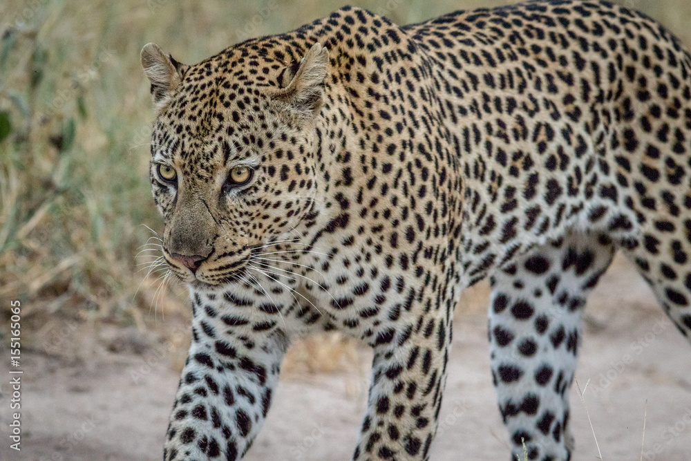 Side profile of a big male Leopard. Side profile of a big male Leopard.