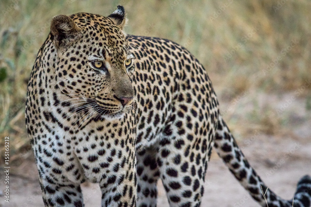 Side profile of a big male Leopard. Side profile of a big male Leopard.