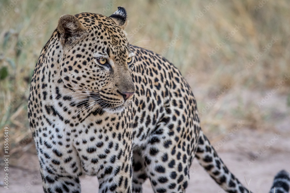 Fototapeta premium Side profile of a big male Leopard.