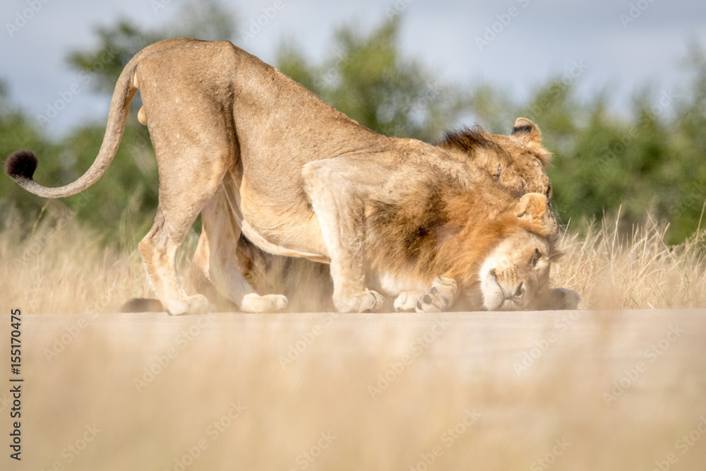 Two young male Lions bonding in Kruger. Two young male Lions bonding in Kruger.