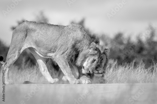 Fototapeta Naklejka Na Ścianę i Meble -  Two young male Lions bonding in black and white.