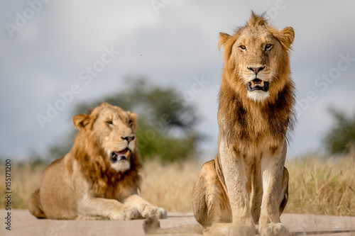Two young male Lion brothers in Kruger.