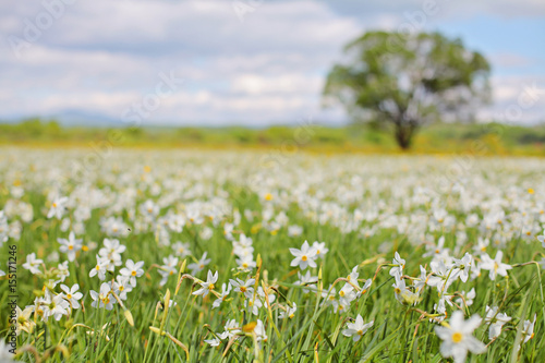 A huge white Narcissus Field and along standing tree. Unique wild daffodils valley blossoms, Transcarpathia Ukraine. Traveling national parks, outdoor vacation, beauty of nature, enviroment protection
