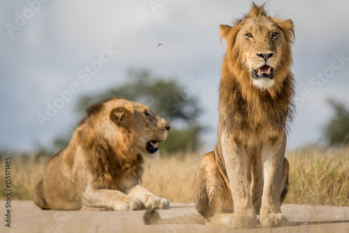 Two young male Lion brothers in Kruger.