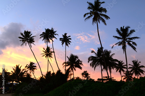 Dusk in the tropics with silhouettes of palm trees against the sky