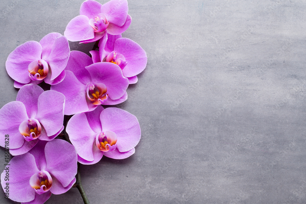 Fototapeta premium Pink beautiful orchid on colored background.