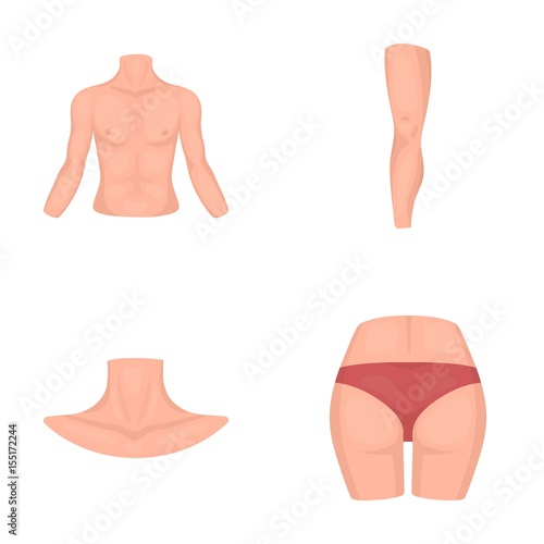 Torso, leg, neck and buttocks. Body parts set collection icons in cartoon style vector symbol stock illustration web.