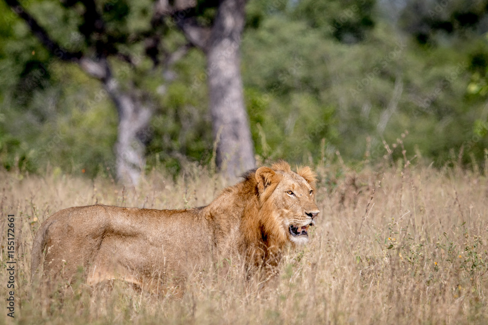 Young male Lion standing in the high grass. Young male Lion standing in the high grass.