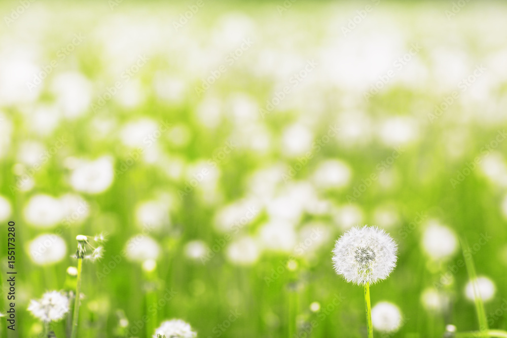 dandelions in a meadow dandelions in a meadow