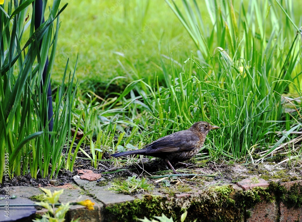 Eurasian Blackbird Eurasian Blackbird