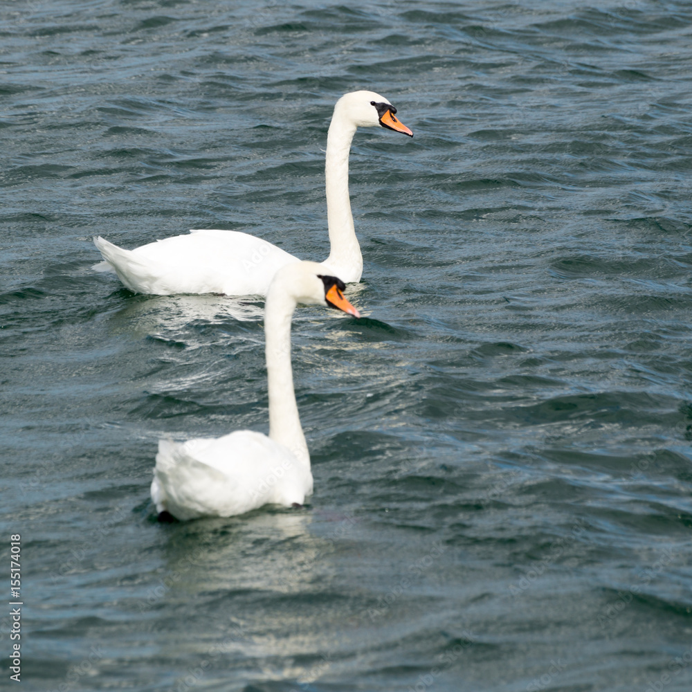 Zwei Schöne auf einem See Zwei Schöne auf einem See