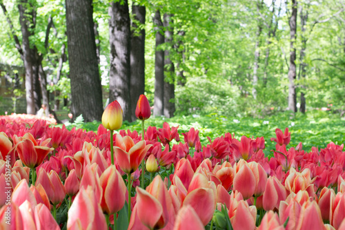 Tulips and trees