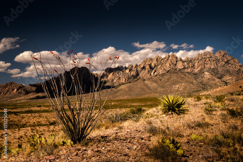 Ocotillo and Organs photo