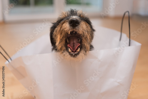 Dog rips the mouth wide and sits in a paper bag, photo
