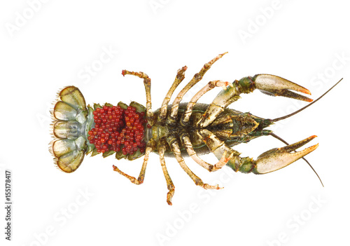 Roe crayfish isolated on white background. Caviar live crayfish