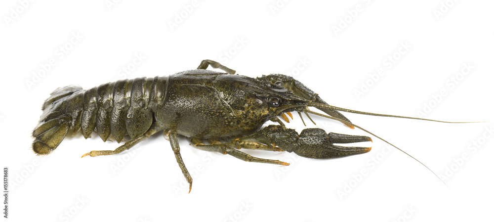River live crayfish isolated on white background River live crayfish isolated on white background