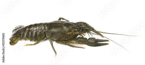 River live crayfish isolated on white background