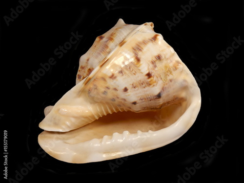 Close up of a Conch shell isolated on black background