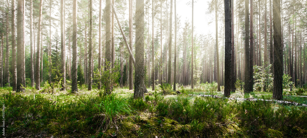 Obraz premium Wild trees in forest