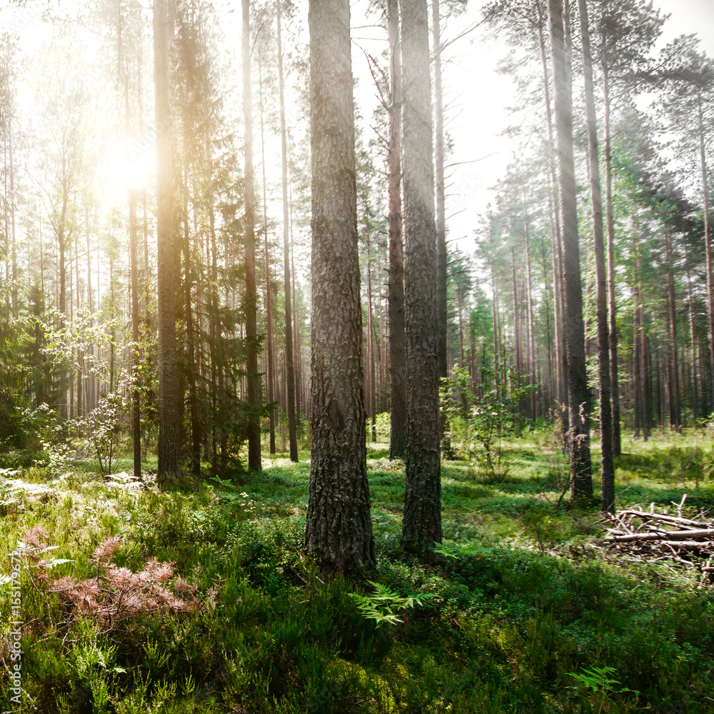 Obraz premium Beautiful wild forest