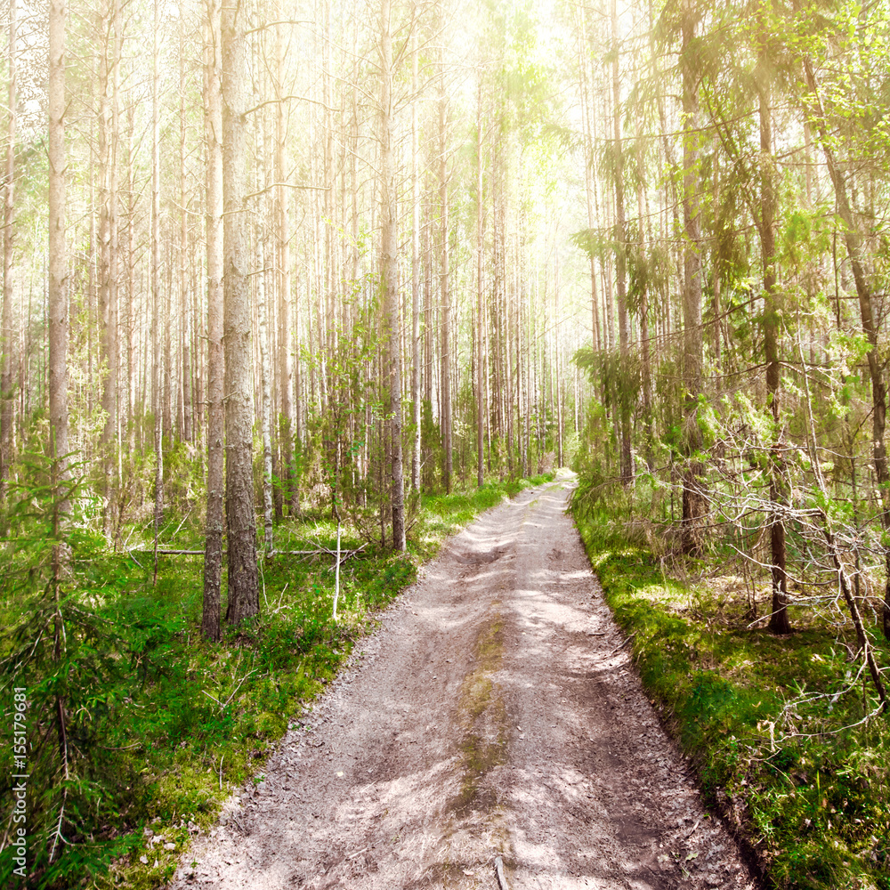 Obraz premium Summer road
