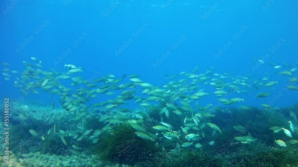 Diving in the Mediterranean sea - Salema school Diving in the Mediterranean sea - Salema school