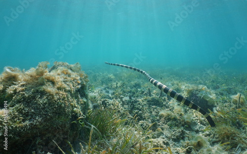 Underwater sea snake swimming over the seabed, banded sea krait, Laticauda colubrina, south Pacific ocean, New Caledonia, Oceania