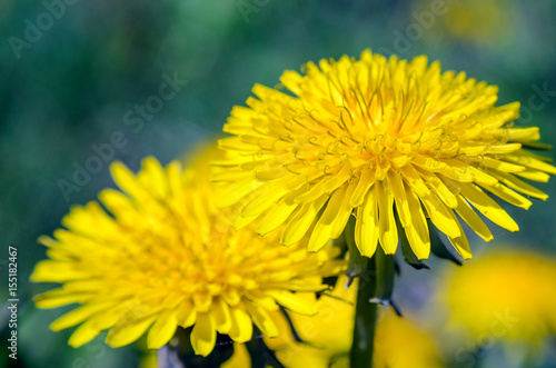 Fototapeta Naklejka Na Ścianę i Meble -  Close-up view of a yellow dandelion flower