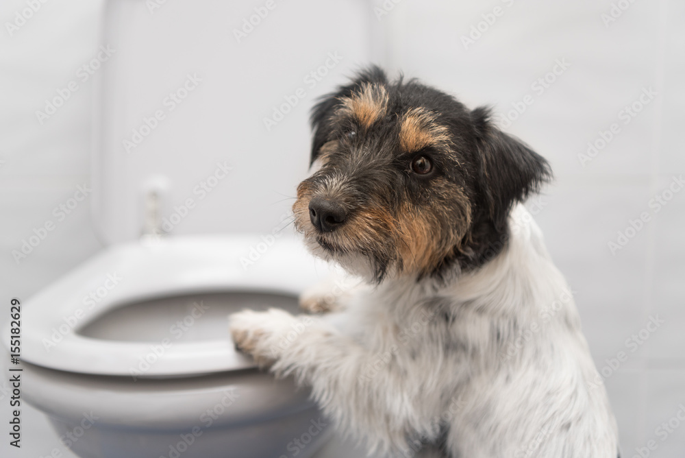 Dog on the toilet Jack Russell Terrier StockFoto Adobe Stock
