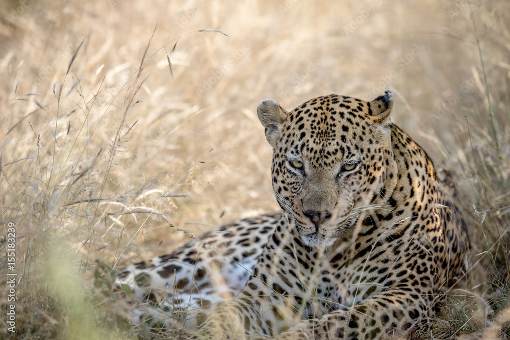 Fototapeta premium Big male Leopard laying in the high grass.