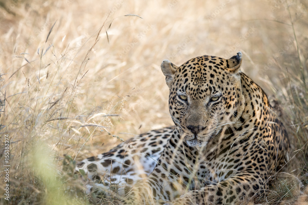 Big male Leopard laying in the high grass. Big male Leopard laying in the high grass.