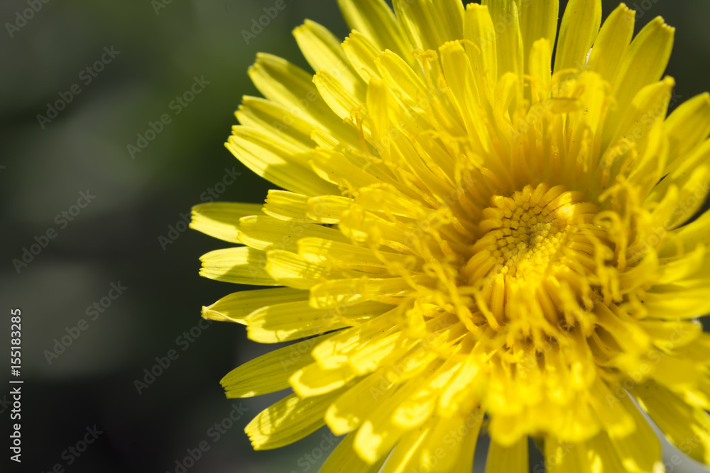 Yellow dandelion flower close-up view from above Yellow dandelion flower close-up view from above