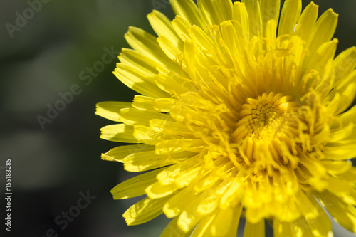 Yellow dandelion flower close-up view from above