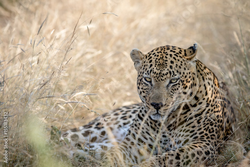 Big male Leopard laying in the high grass.