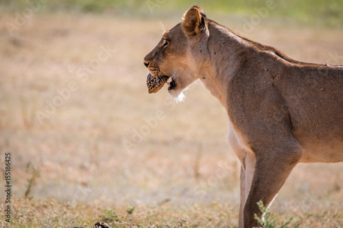 Lioness with a Leopard tortoise catch. © simoneemanphoto