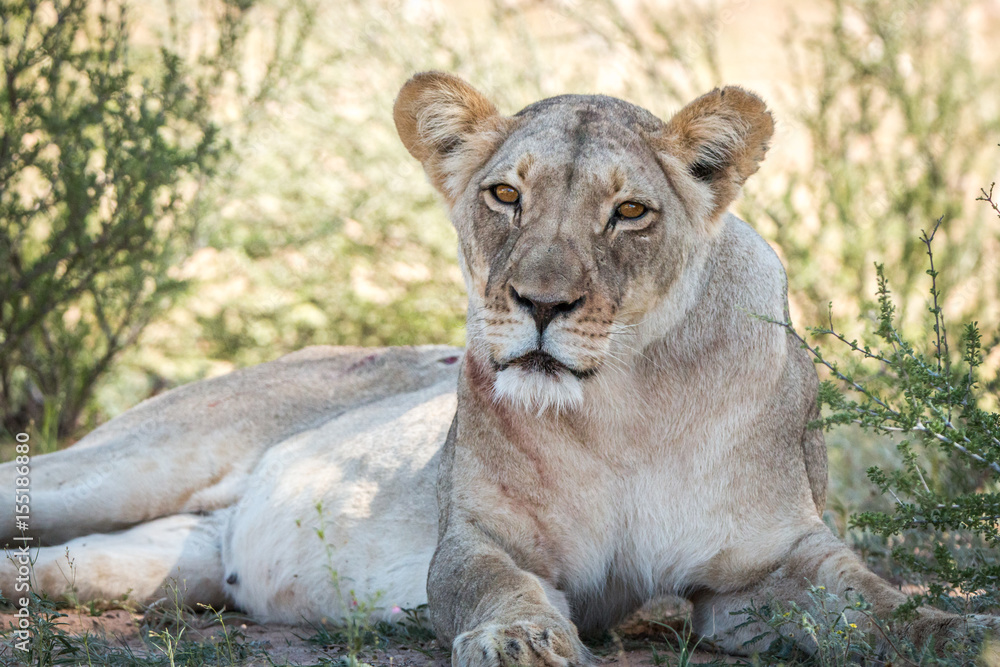 Naklejka premium Lioness starring at the camera.