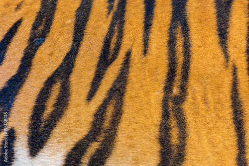 Fototapeta Naklejka Na Ścianę i Meble -  Tiger Fur, Tiger Leather