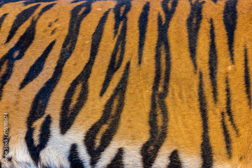 Fototapeta Naklejka Na Ścianę i Meble -  Tiger Fur, Tiger Leather