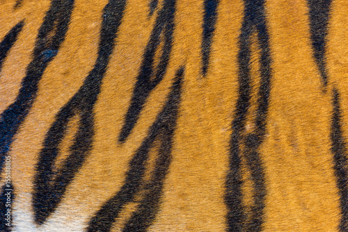 Fototapeta Naklejka Na Ścianę i Meble -  Tiger Fur, Tiger Leather