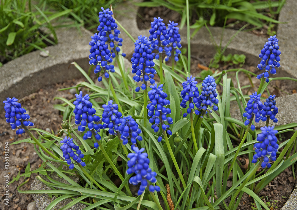 Beautiful,blue grape Hyacinth in spring Beautiful,blue grape Hyacinth in spring