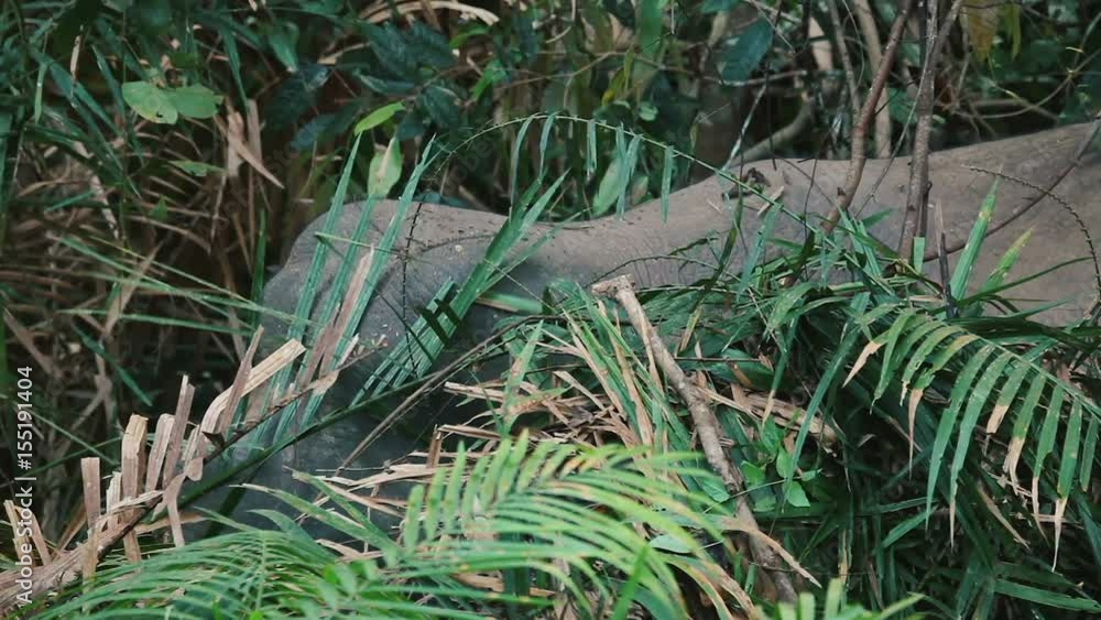 Wild elephant eating in Khao Yai National Park, Thailand
Wild elephant eating in Khao Yai National Park, Thailand
