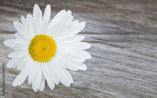 Daisy flower on wooden table - Bellis perennis © Luis Echeverri Urrea